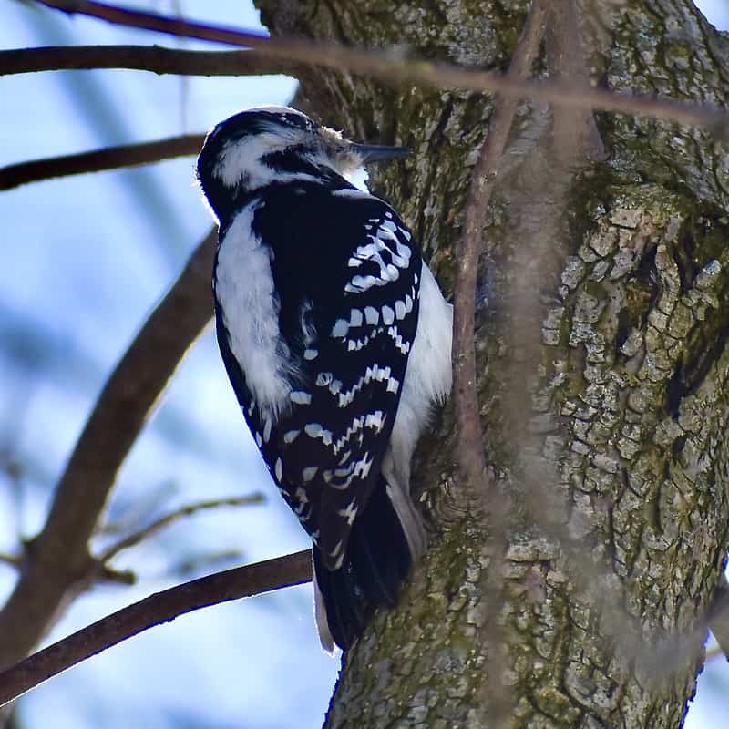 Downy Woodpecker at Montrose Point Bird Sanctuary