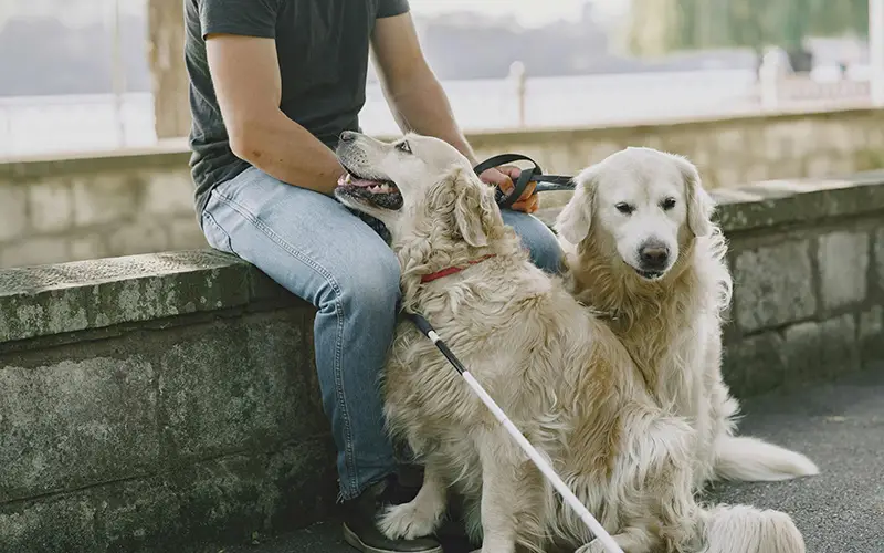 Service Animals vs Emotional Support Animals In HOA